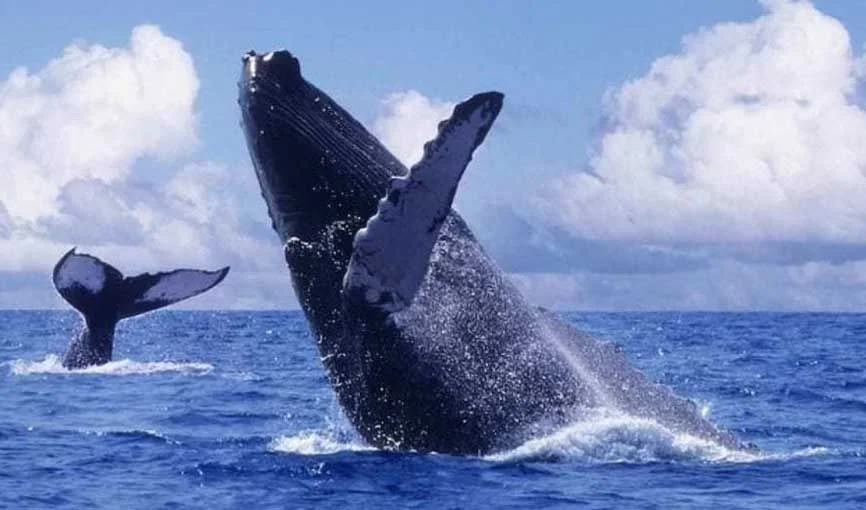 VIAJE MAGNIFICO ESTE CANADIENSE CON BALLENAS 