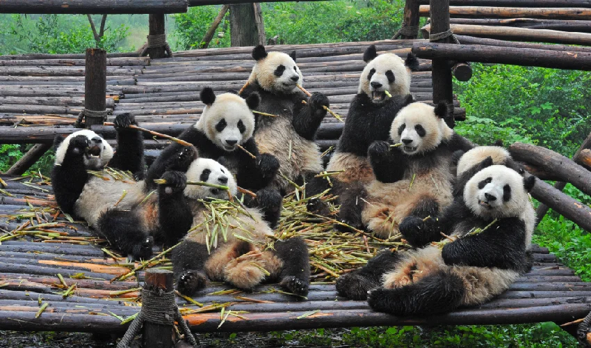 VIAJE CHINA  Y EL OSO PANDA 