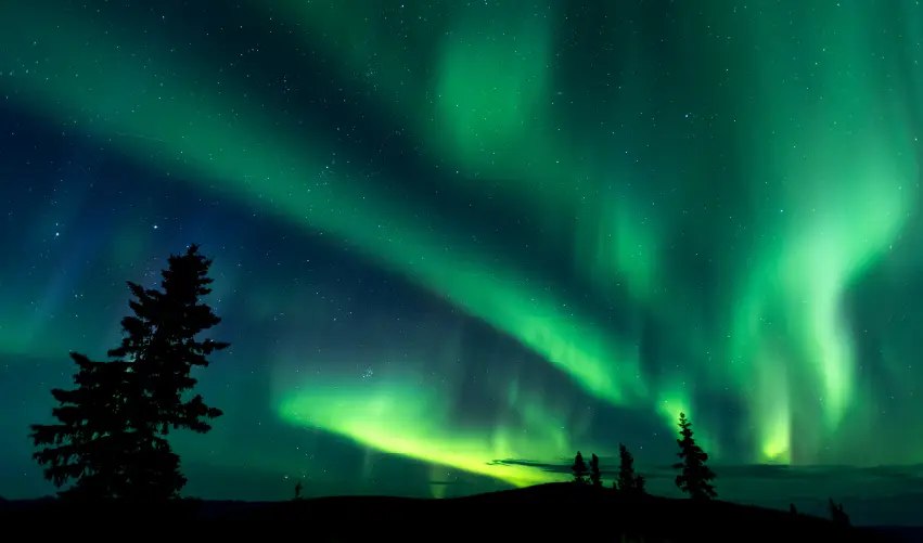 VIAJE YUKÓN Y SU BOSQUE BOREAL 
